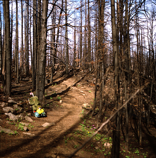 Burnt Forest Trail Revised #2 for Image Size