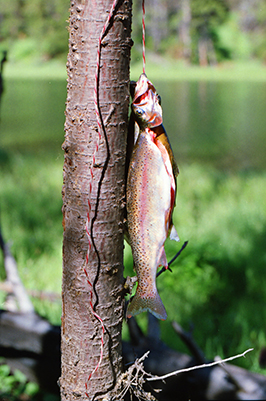Trout on Tree Revised #2 Cropped