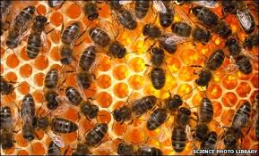 Honey Bee Good News